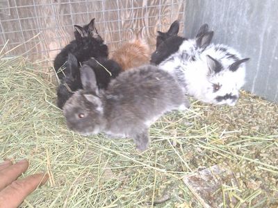 PUREBRED ENGLISH ANGORA BUNNIES