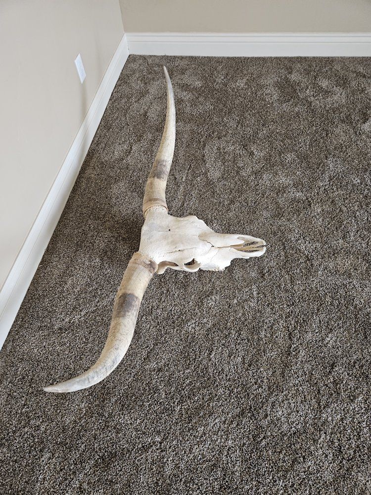 Texas longhorn skull