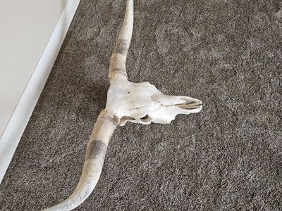 Texas longhorn skull