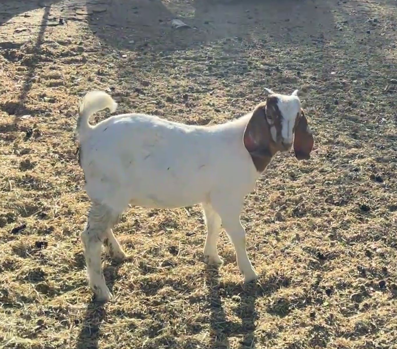 Full Boer wethers