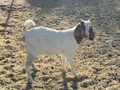 Full Boer wethers