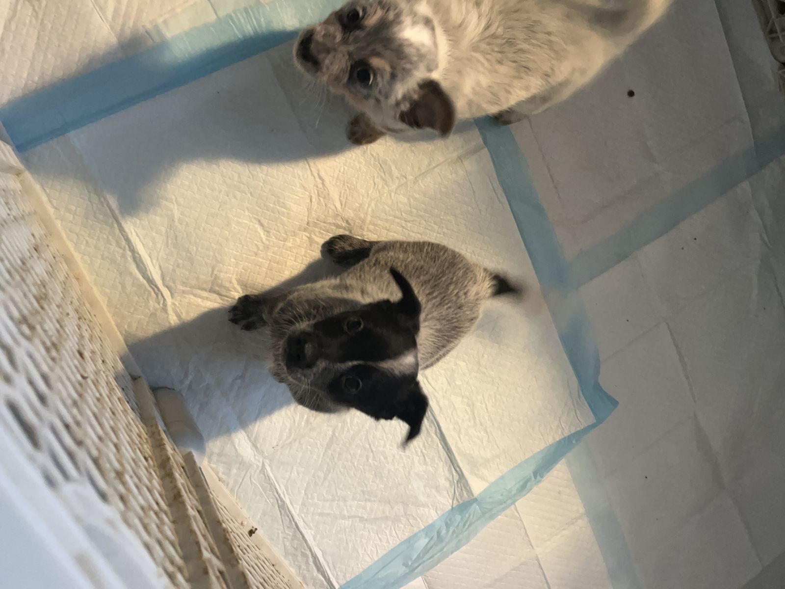 DONT MISS OUT Mini heeler Border Collie Mix Pups!!