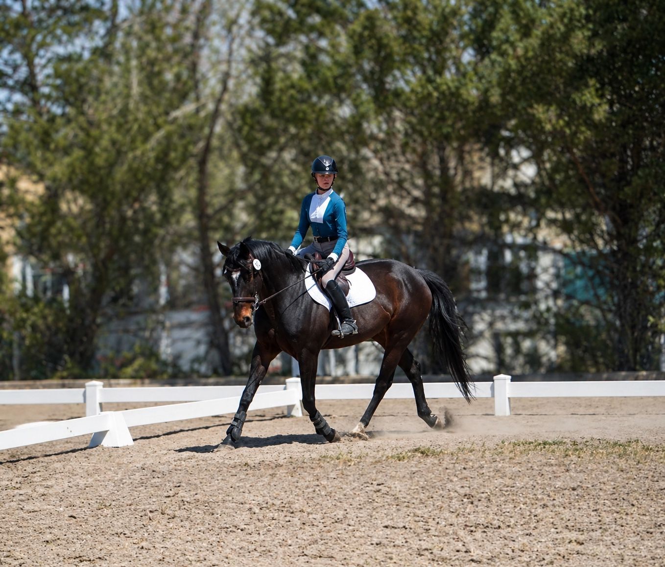 Dressage & Jumper