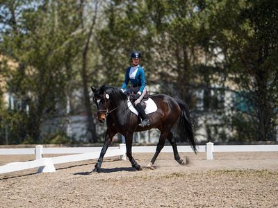 Dressage & Jumper