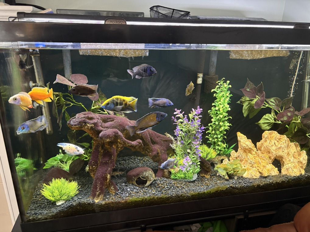 Male Peacock And Hap Cichlids; Synos