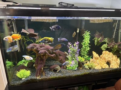 Male Peacock And Hap Cichlids; Synos