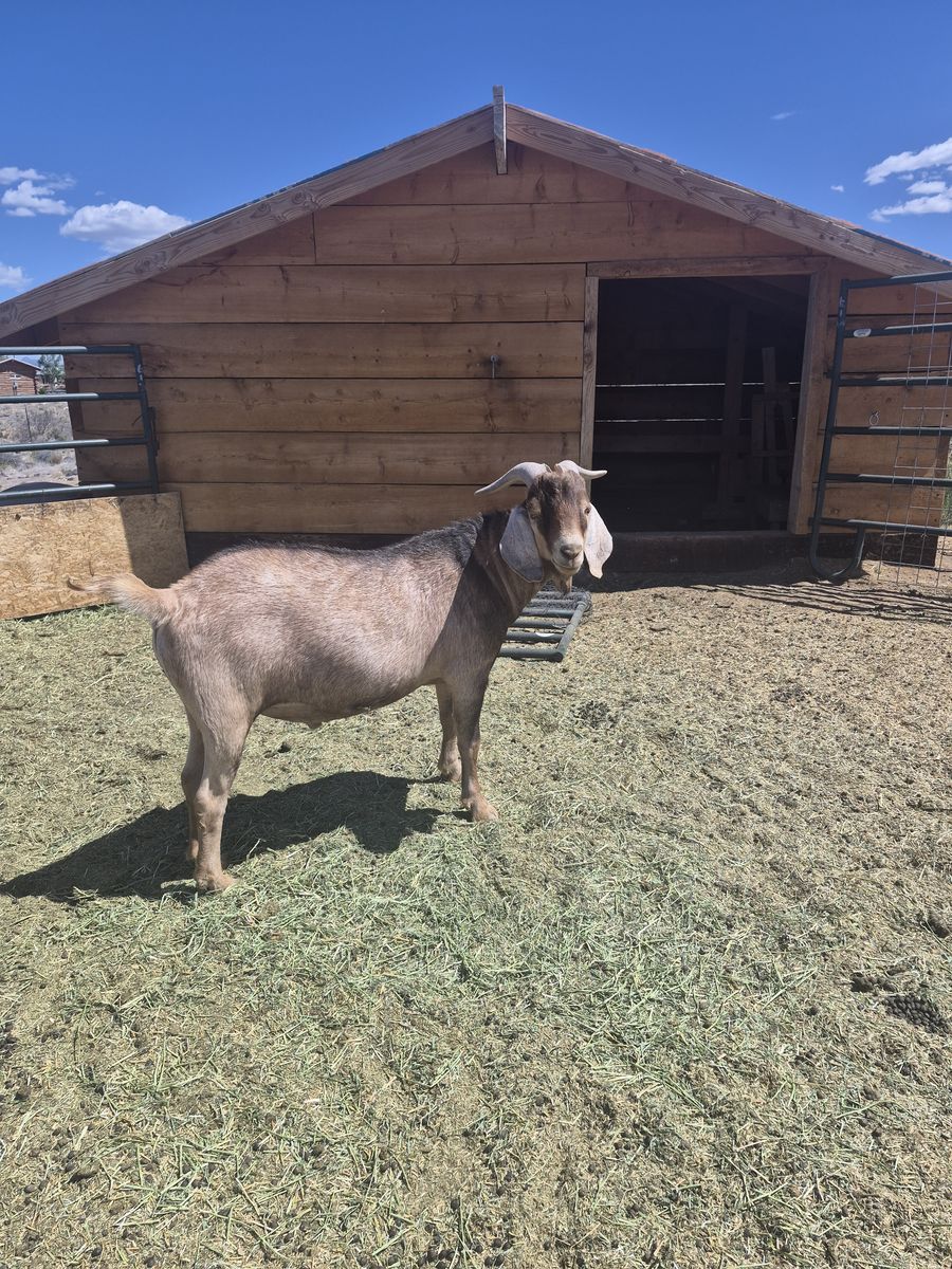 Bill goat