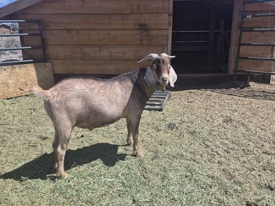 Bill goat