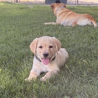 AKC Registered Labrador Retriever Puppies - OFA Certified Parents - Health Guaranteed