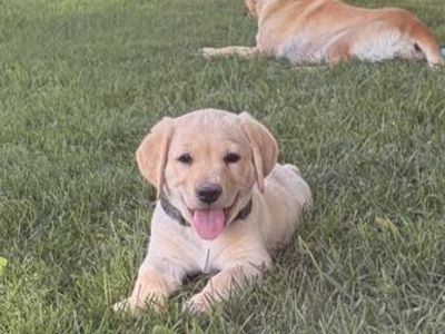 AKC Registered Labrador Retriever Puppies - OFA Certified Parents - Health Guaranteed