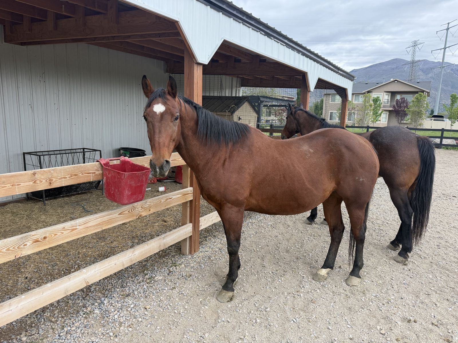 Bay Geldings For Sale