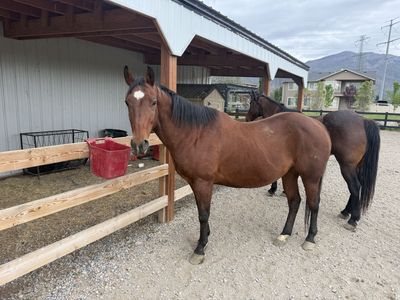 Bay Geldings For Sale