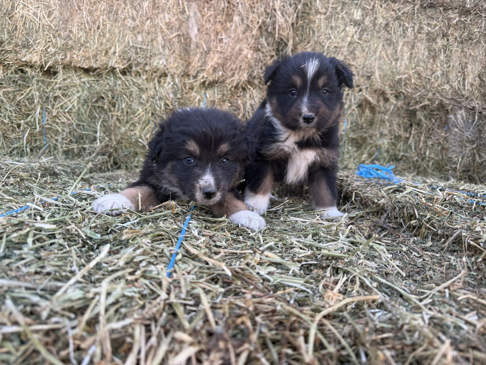 Idaho shags puppies