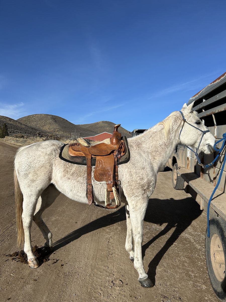Kids/beginner horse with saddle