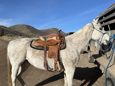 Kids/beginner horse with saddle