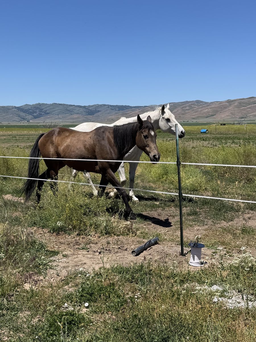 Older lead line/ youth mare