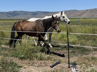 Older lead line/ youth mare