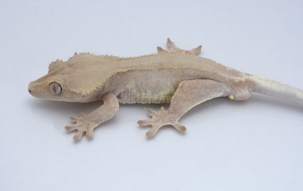 Adult Lilly Crested Gecko