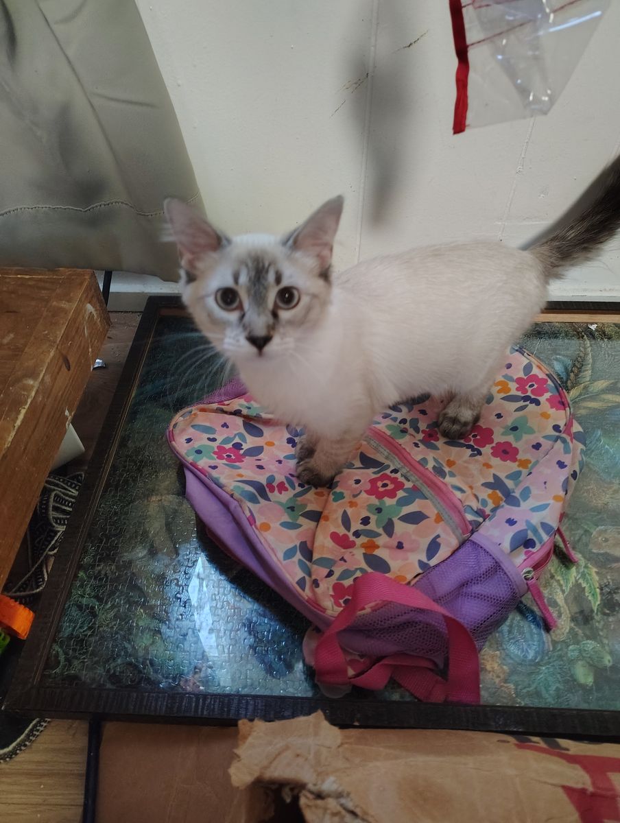 Free 5 month old kitten