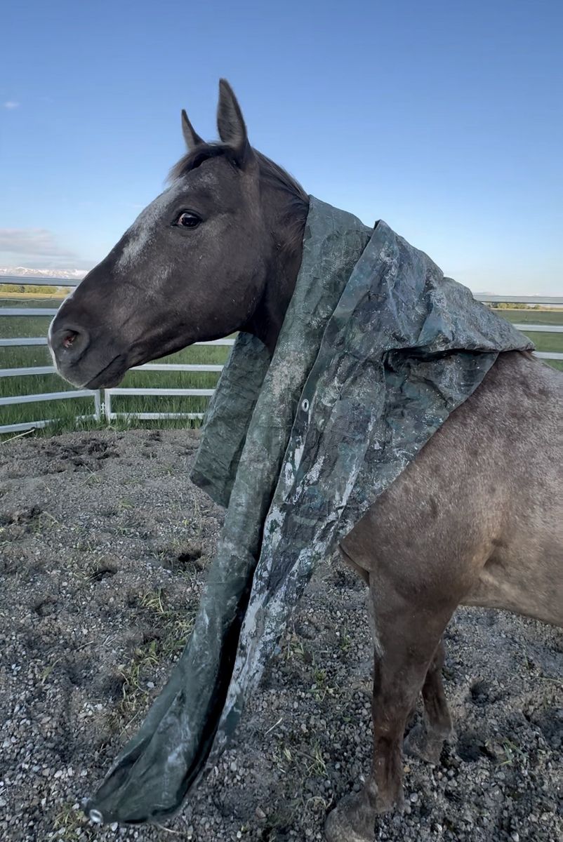 Gentle Grade gelding