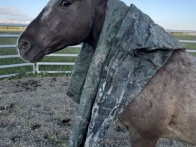 Gentle Grade gelding