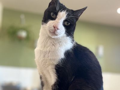 Hello my name is Ranger