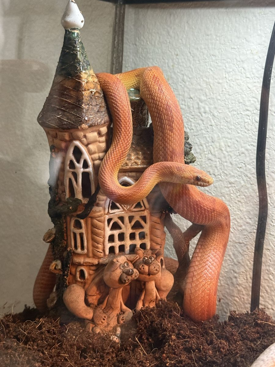 Corn Snake, reptile , tank, snake stuff