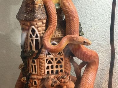 Corn Snake, reptile , tank, snake stuff