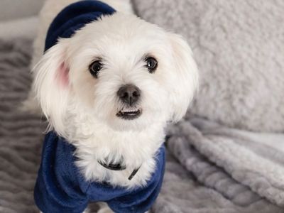 AKC Male Maltese (Intact)