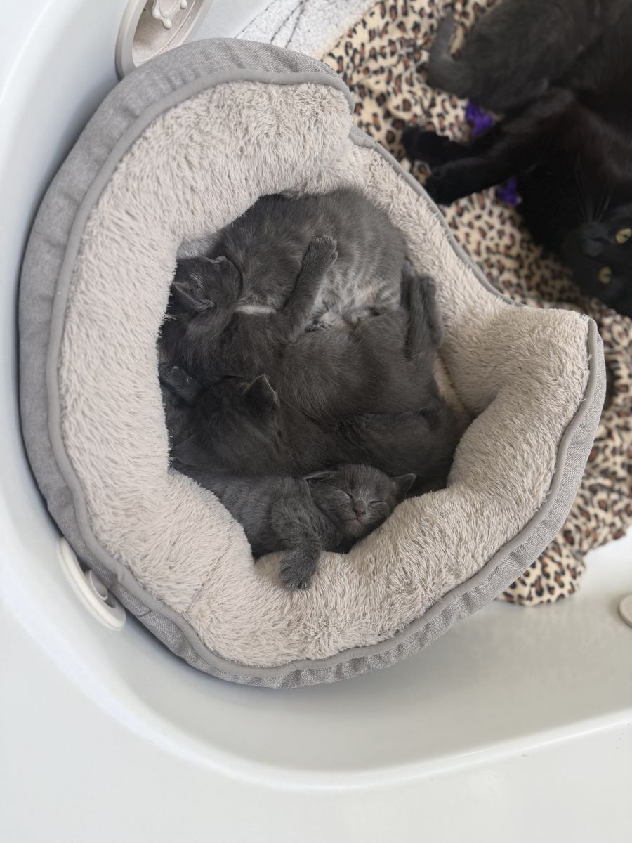 Adorable Gray Kittens (5 Available) - Ready for New Homes July 26th - Excellent Mousers!