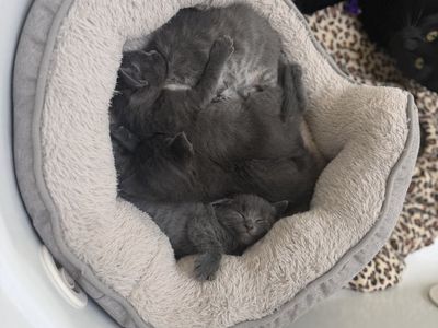 Adorable Gray Kittens (5 Available) - Ready for New Homes July 26th - Excellent Mousers!