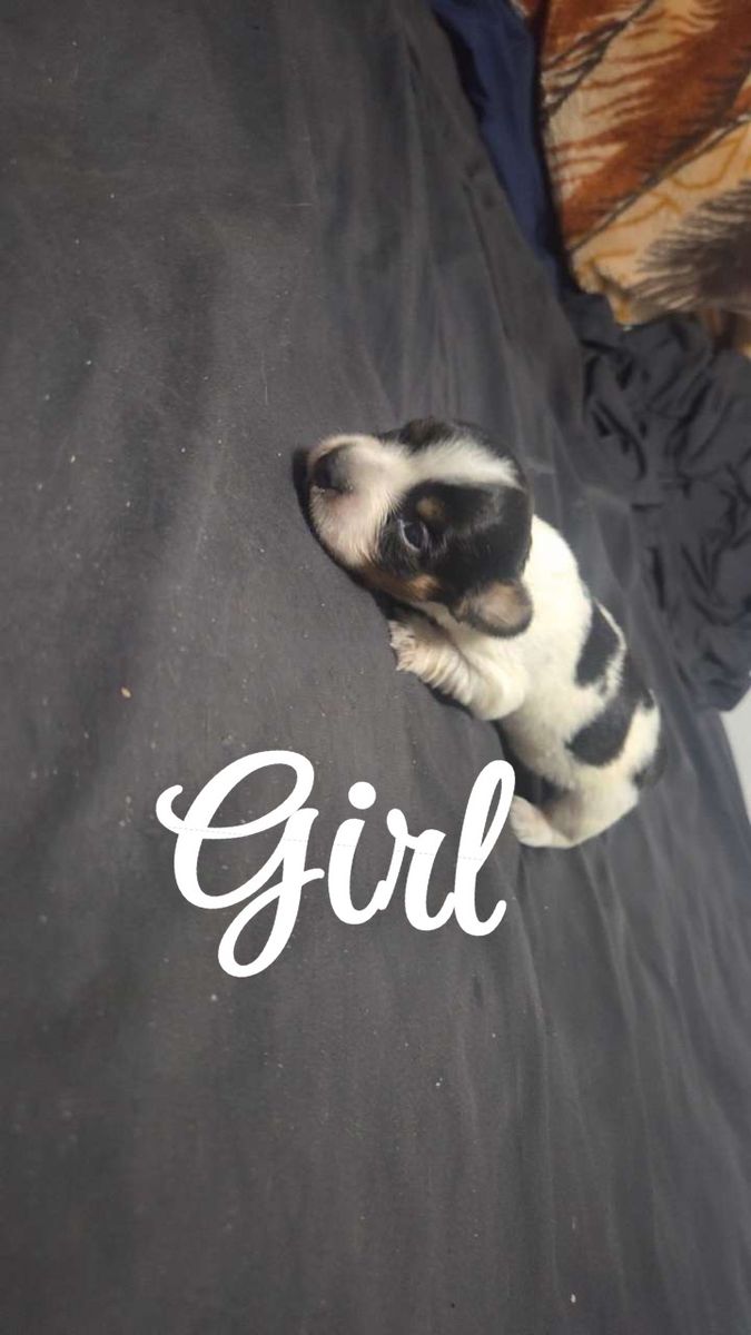 Mini. Dachshund Puppies