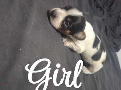 Mini. Dachshund Puppies