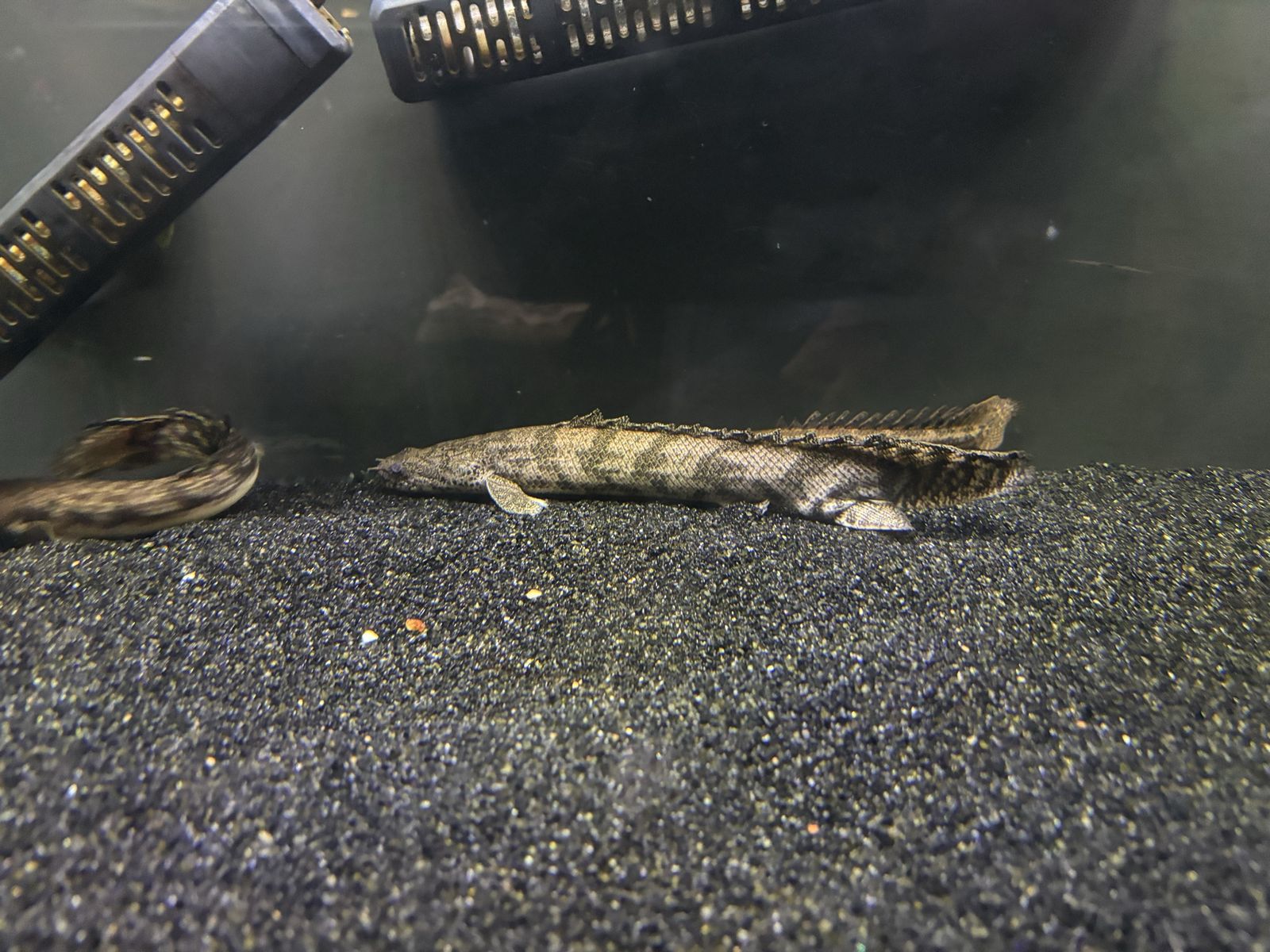 13 inch endli bicher