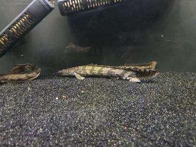 13 inch endli bicher