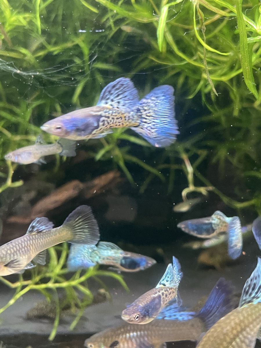 Bluegrass Guppies