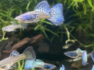 Bluegrass Guppies