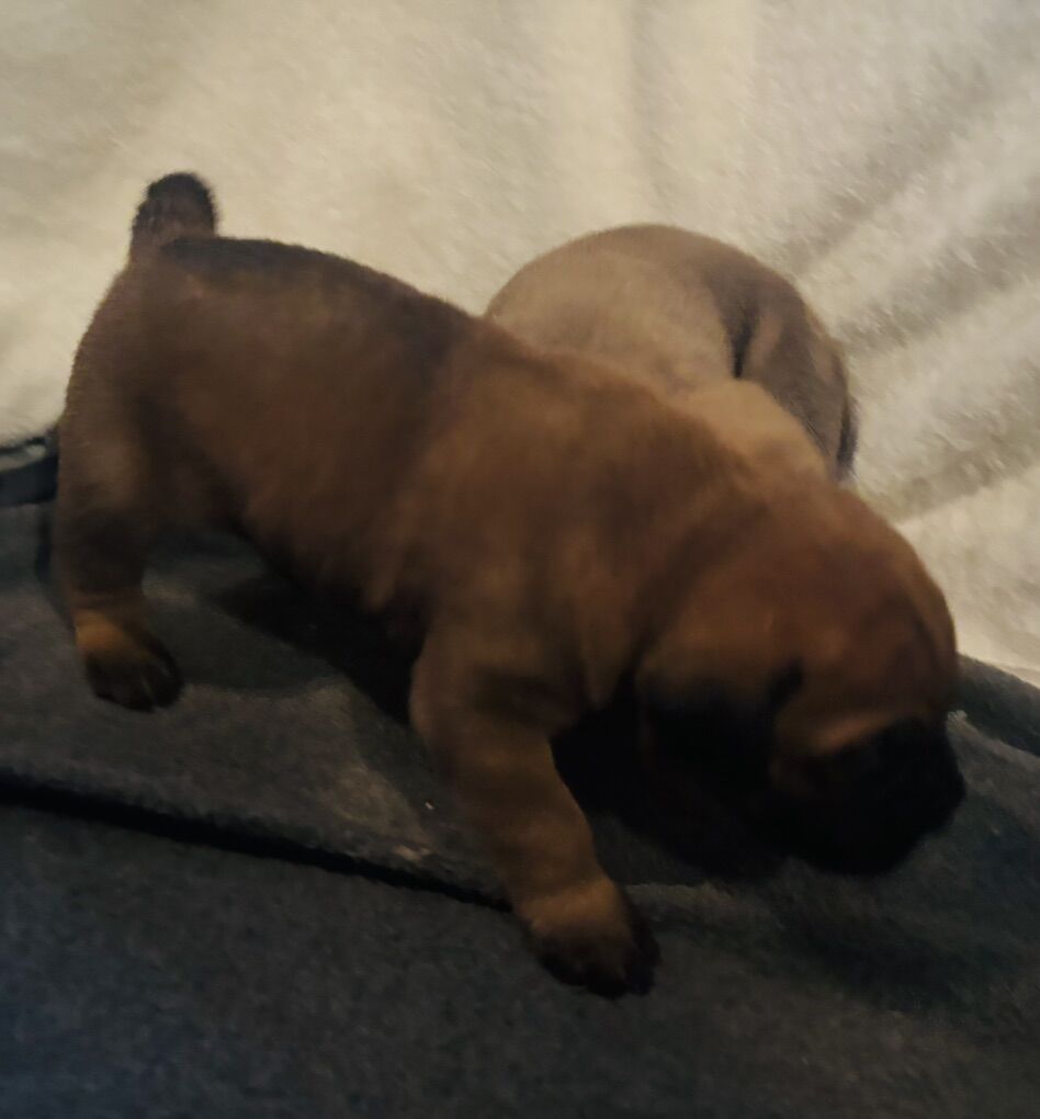 Cane Corso puppies