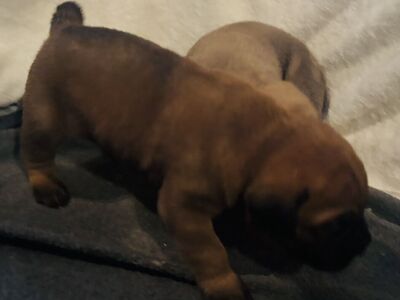 Cane Corso puppies