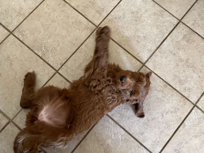 Double Doodle Puppies