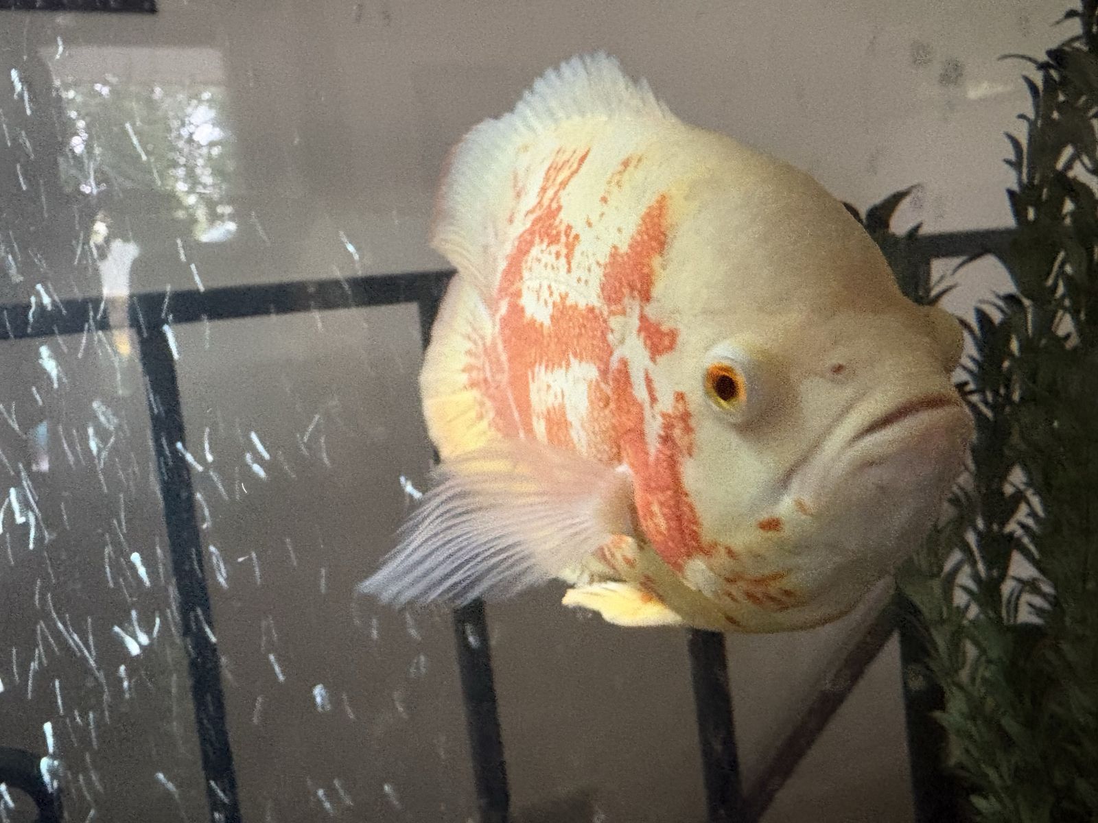Albino tiger Oscar 7 inches long