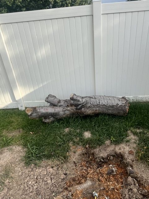 Cherry Tree Stump