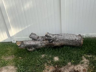 Cherry Tree Stump