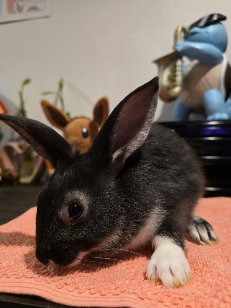TAMUK/Harlequin Cross Rabbit - Pet, Broodstock, Meat