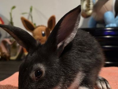 TAMUK/Harlequin Cross Rabbit - Pet, Broodstock, Meat
