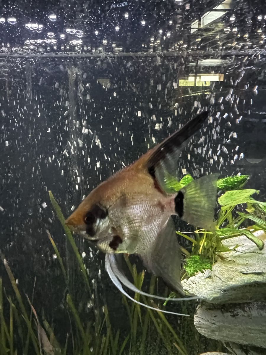 9 red altum angelfish