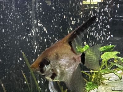 9 red altum angelfish