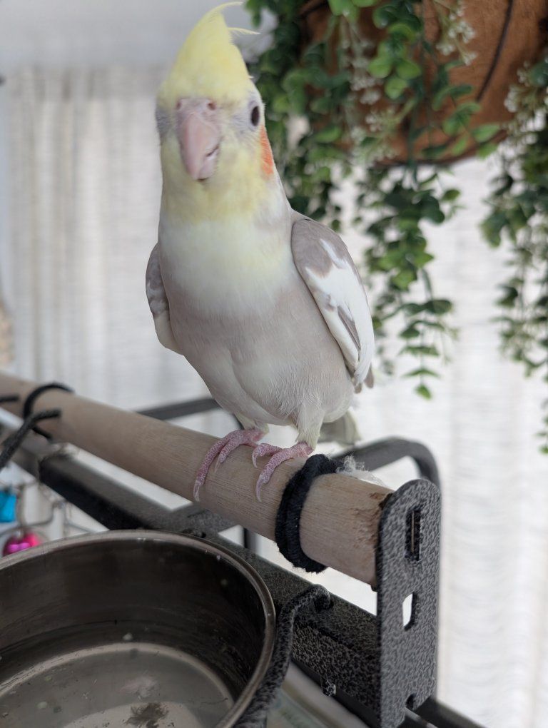 Remy the Female Cockatiel