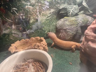 Two Adult Female Leopard Geckos and enclosure