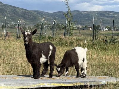 3 purebred fainting goat doelings